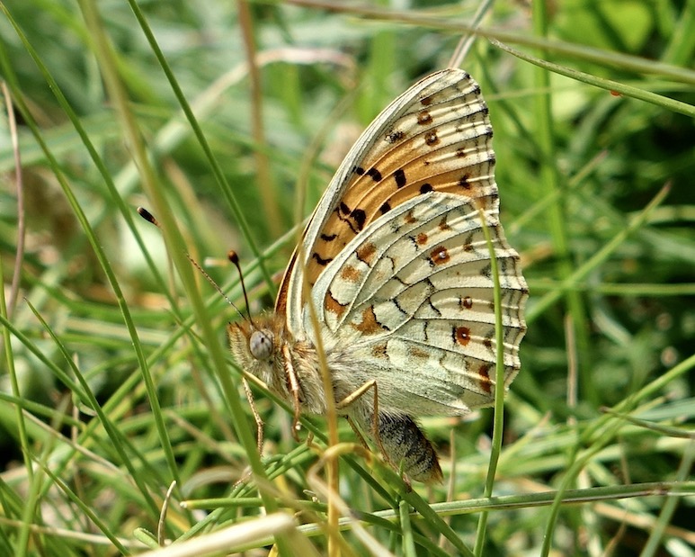Niobe fritillary